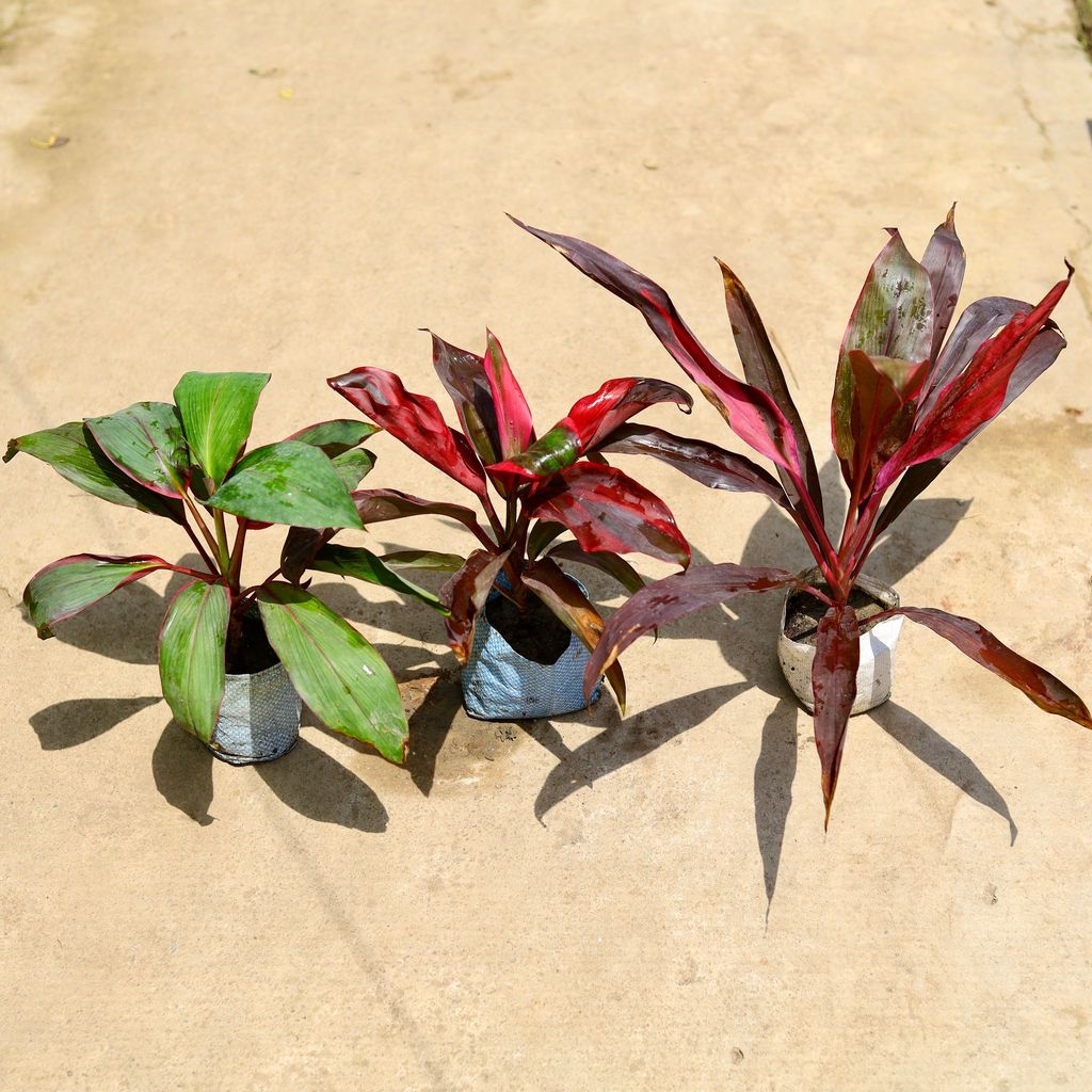 Set of 3 - (Dracaena Rosea,Kedarnath & Mahatma) in 4 Inch Nursery Bag