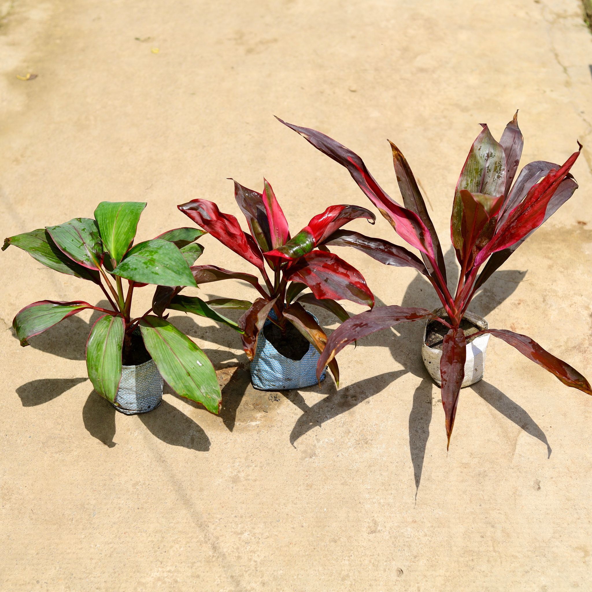 Set of 3 - (Dracaena Rosea,Kedarnath & Mahatma) in 4 Inch Nursery Bag