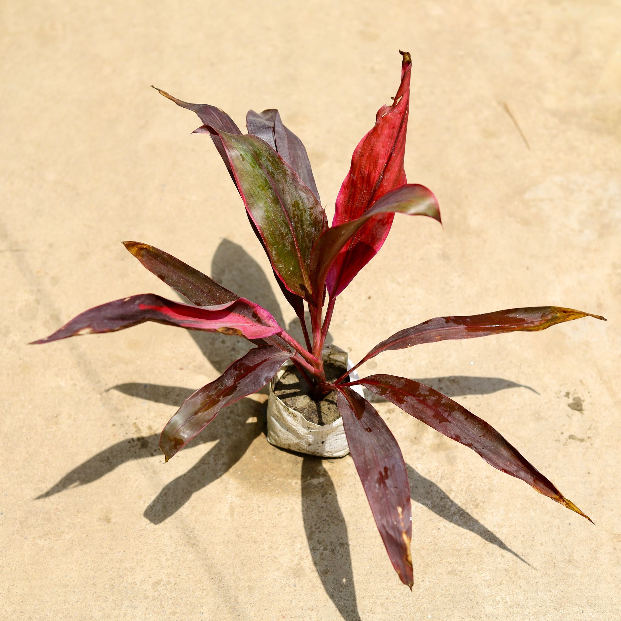 Dracaena Mahatma in 4 Inch Nursery Bag