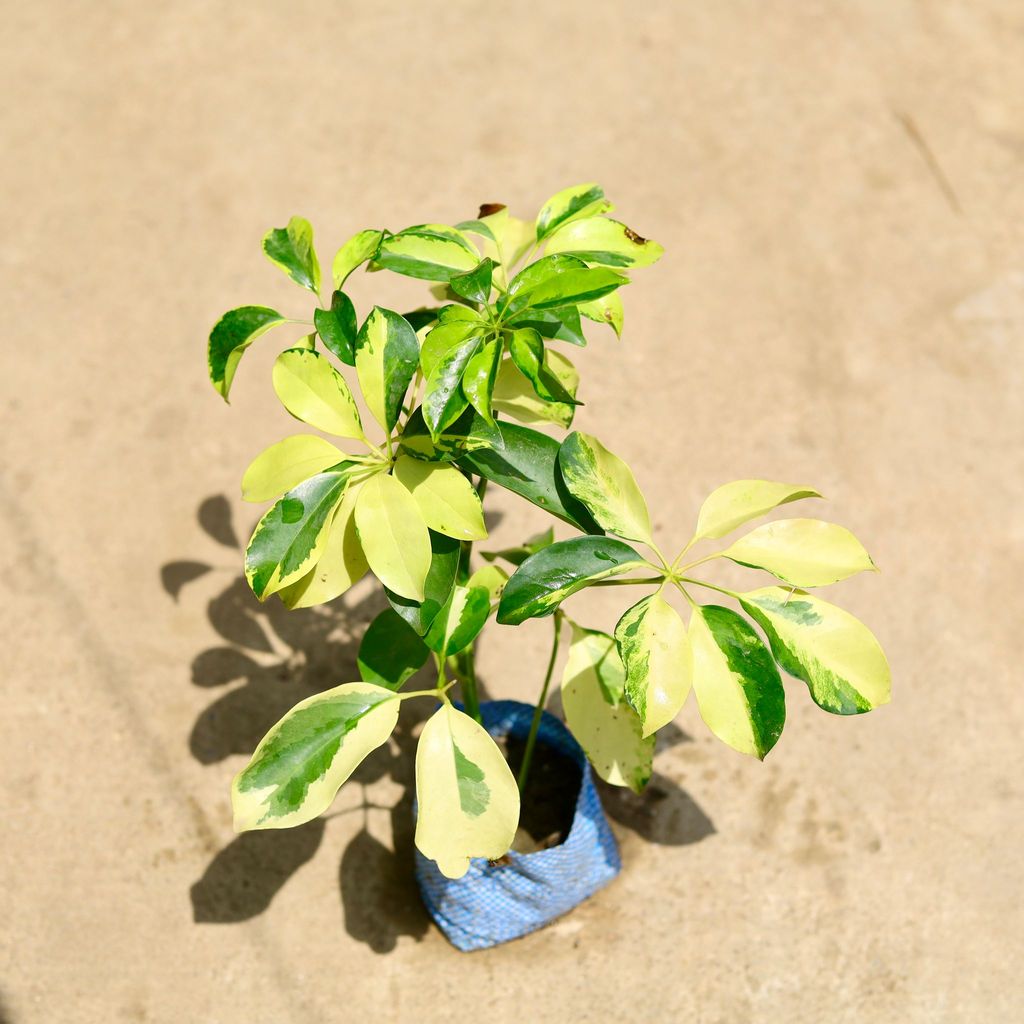 Buy Schefflera High Color in 4 Inch Nursery Bag Online | Urvann.com Schefflera High Color in 4 Inch Nursery Bag