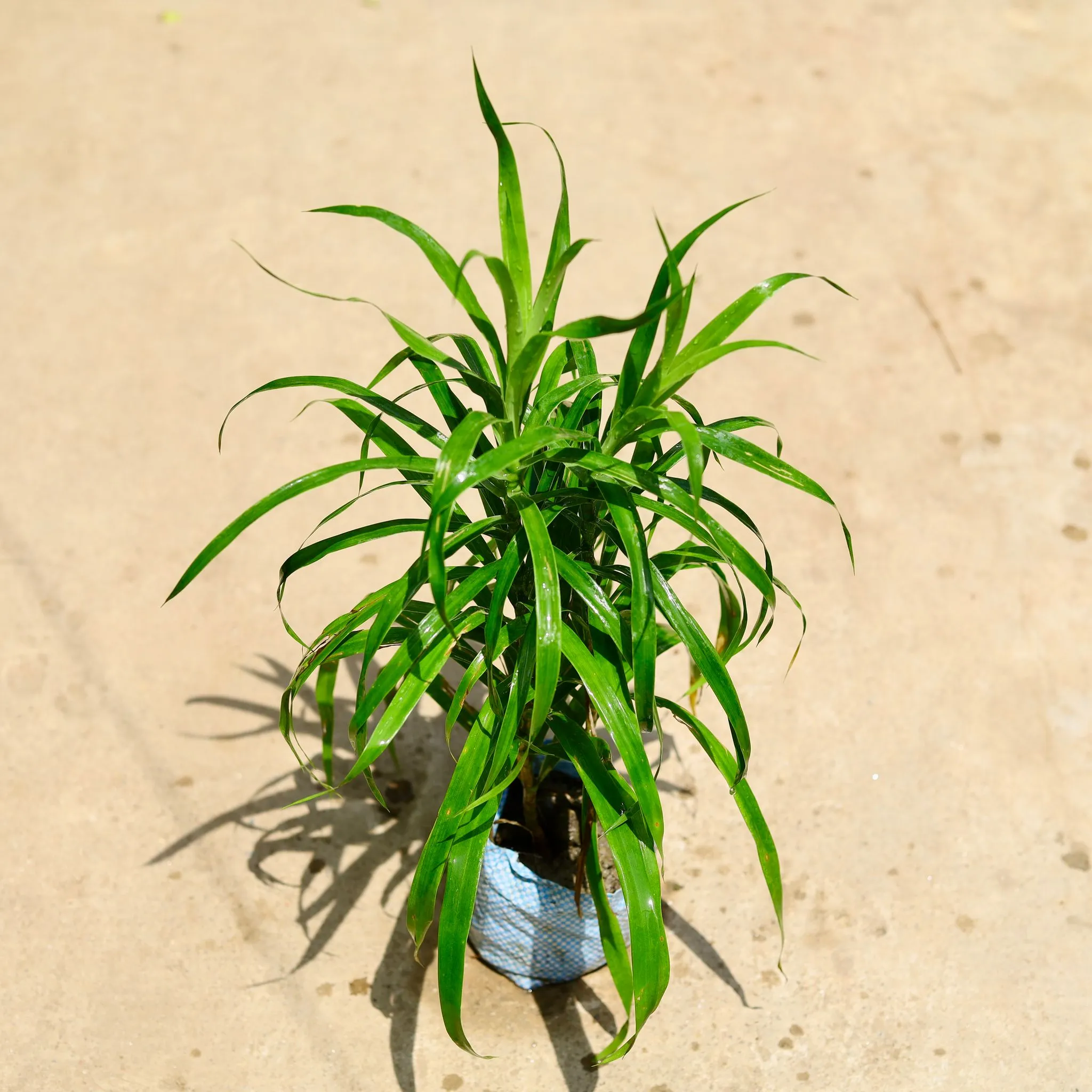 Dracaena Green in 4 Inch Nursery Bag