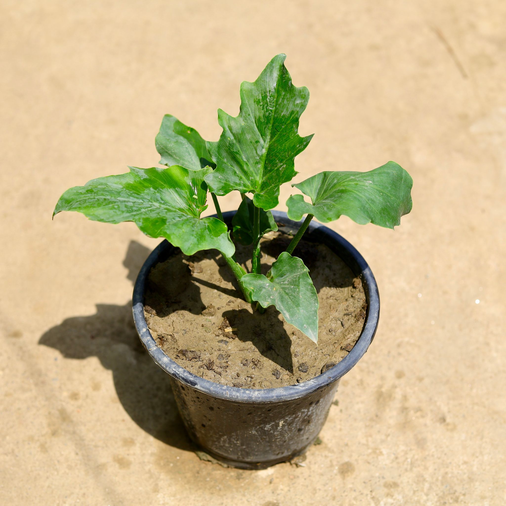 Philodendron Selloum in 8 Inch Nursery Pot