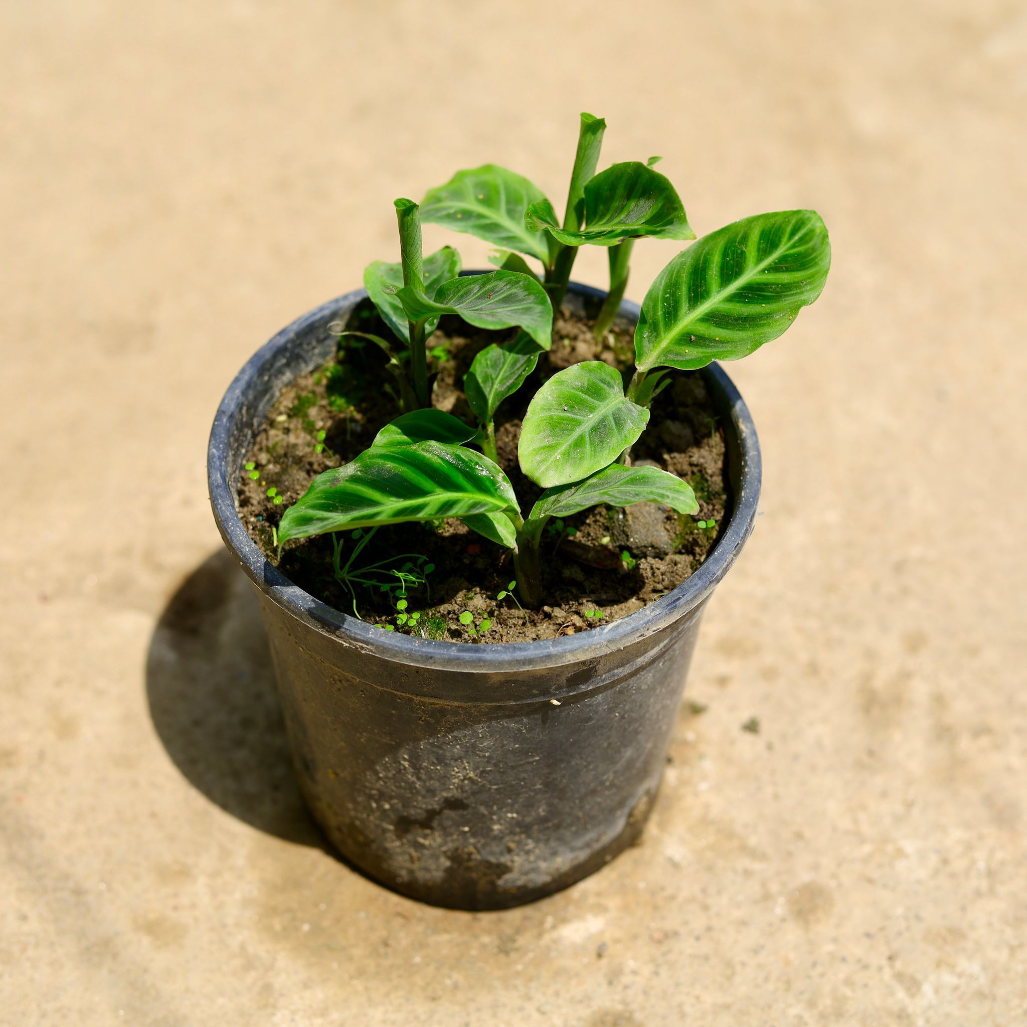 Calathea Maranta / Prayer Plant in 6 Inch Nursery Pot