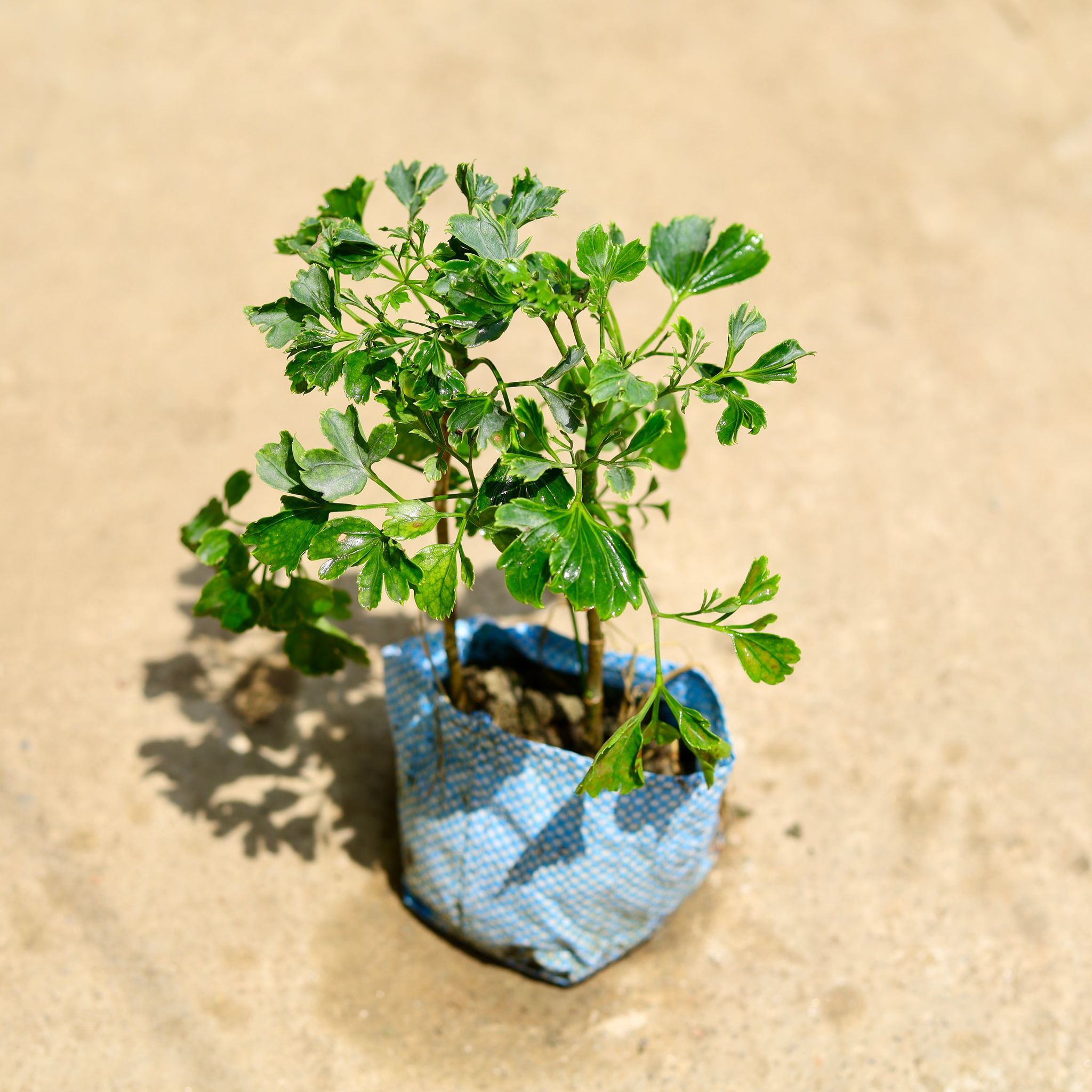 Aralia Ming in 4 Inch Nursery Bag
