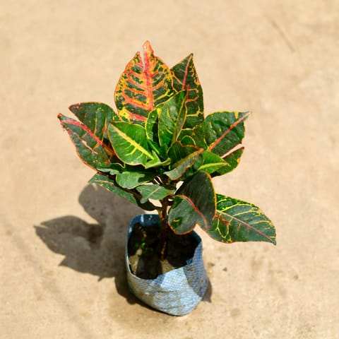 Croton Petra in 4 Inch Nursery Bag