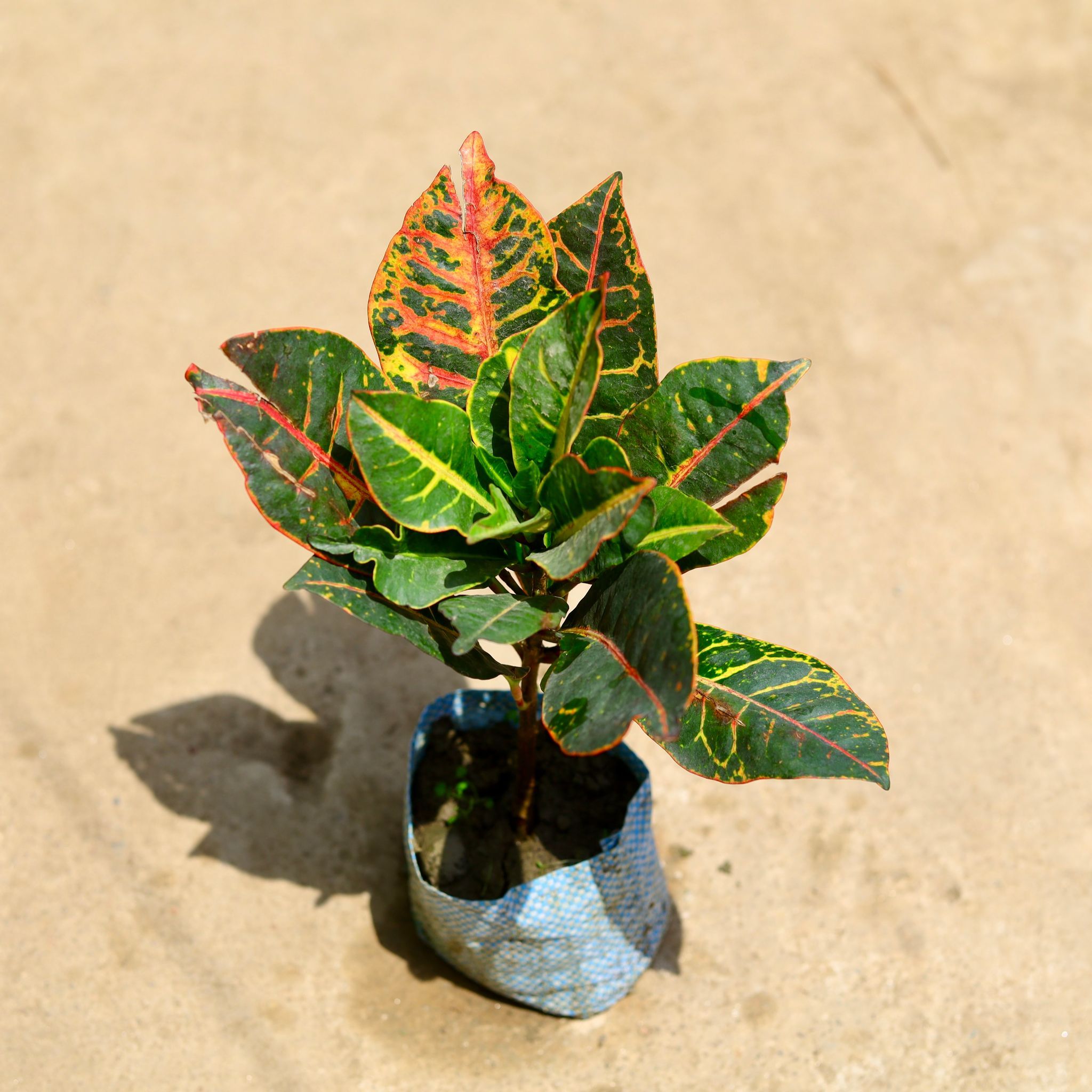 Croton Petra in 4 Inch Nursery Bag