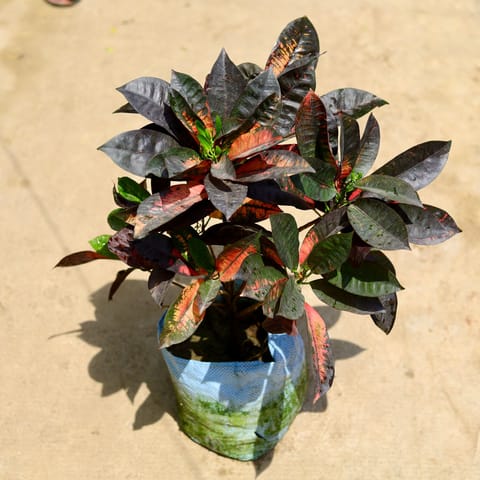 Mother Croton (Any Color) in 10 Inch Nursery Bag