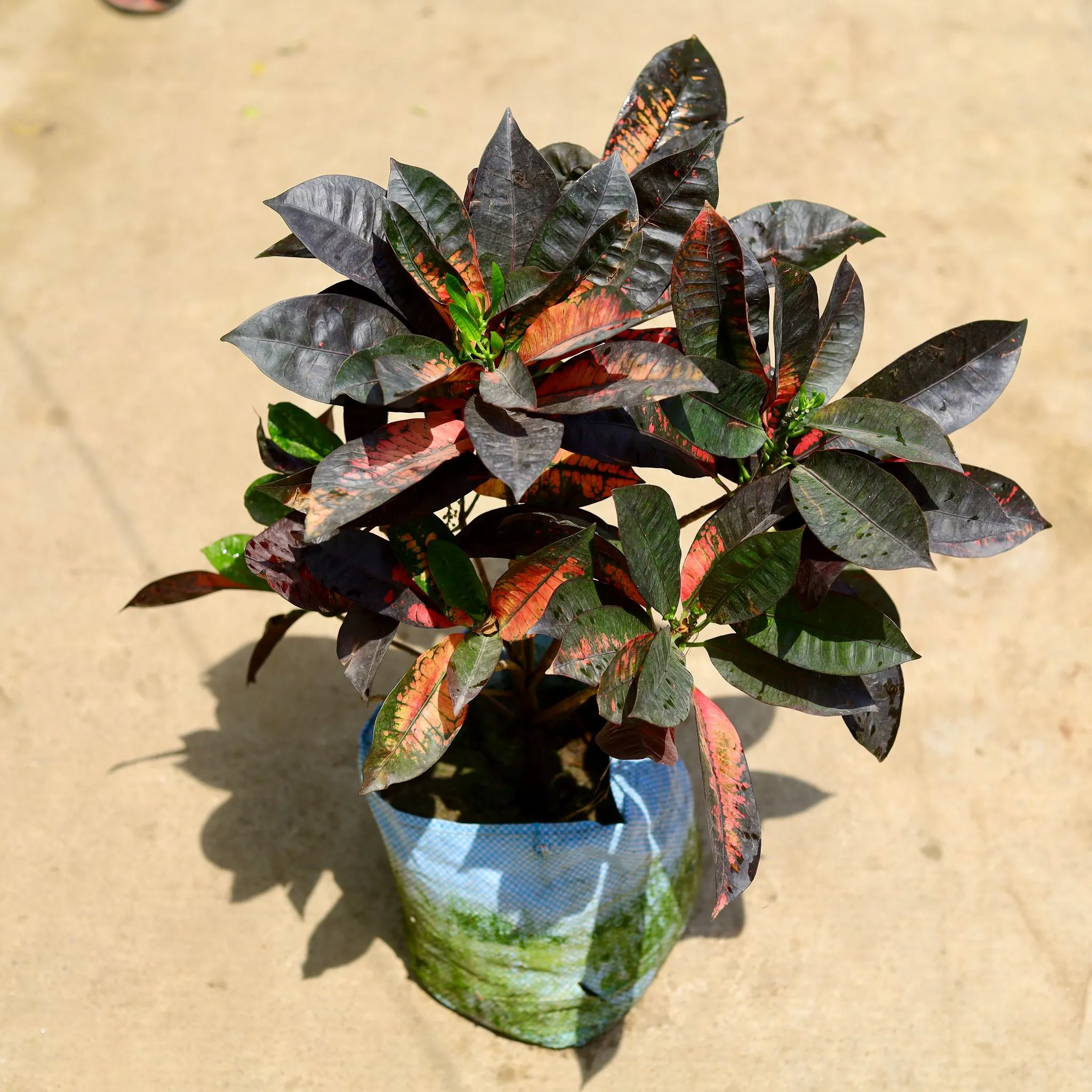 Mother Croton (Any Color) in 10 Inch Nursery Bag