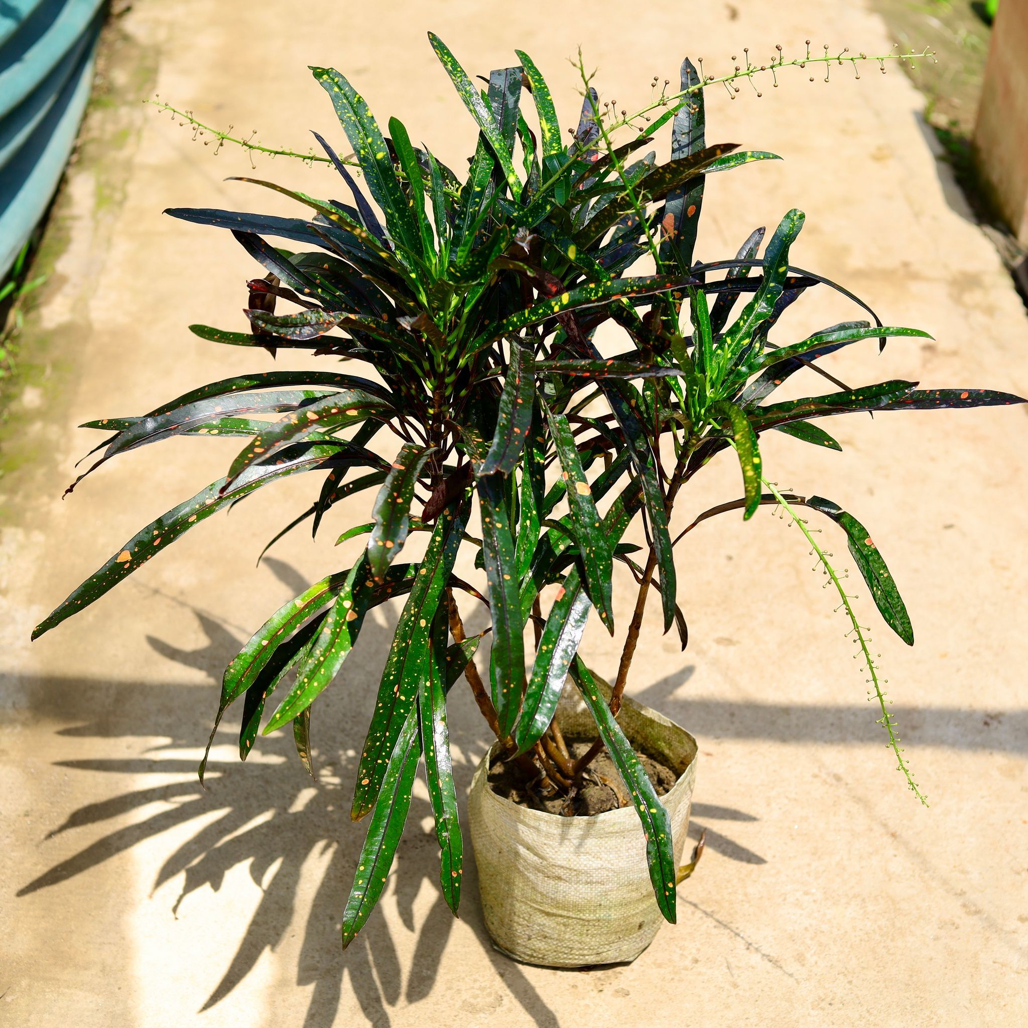 Croton Mother & Daughter in 10 Inch Nursery Bag
