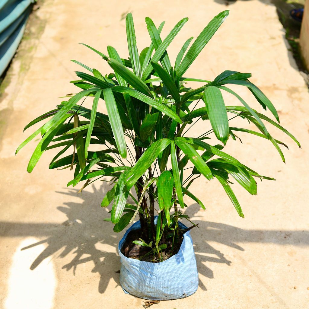 Buy Raphis Palm in 10 Inch Nursery Bag Online | Urvann.com Raphis Palm in 10 Inch Nursery Bag