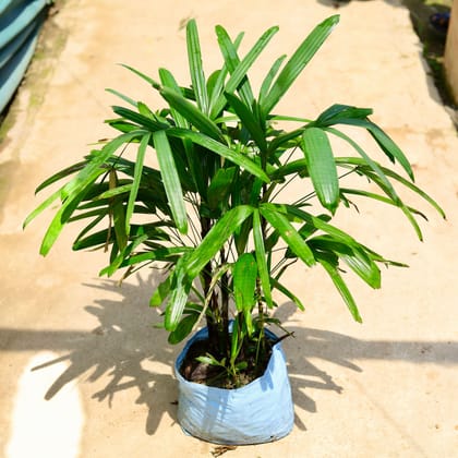 Buy Raphis Palm in 10 Inch Nursery Bag Online | Urvann.com