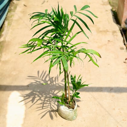 Buy Cane / Bamboo Palm in 8 Inch Nursery Bag Online | Urvann.com