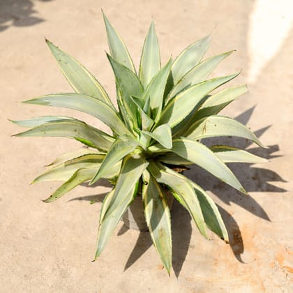 Buy Agave / Kamal Cactus in 8 Inch Nursery Pot Online | Urvann.com