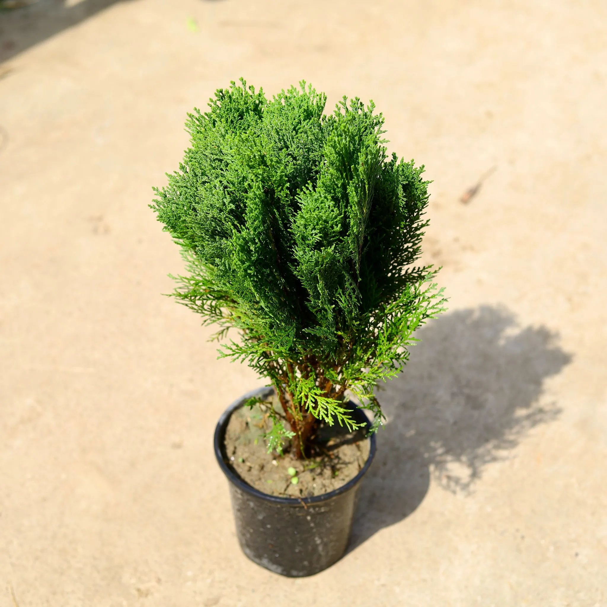 Morpankhi in 6 Inch Nursery Pot