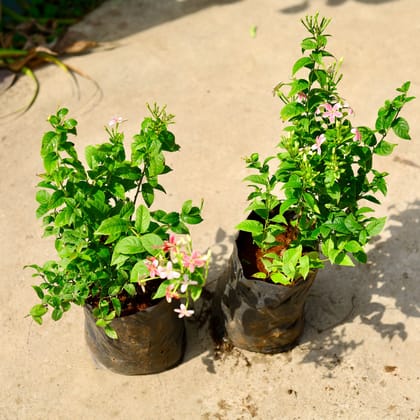 Buy Set of 2 - Madhu Malti / Rangoon Creeper Dwarf (any colour) in 8 Inch Nursery Bag Online | Urvann.com