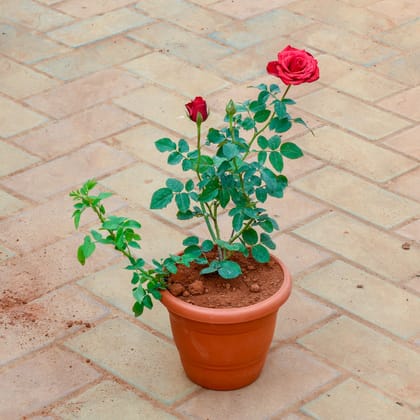 Buy Rose / Gulab Red in 7 Inch Classy Red Plastic Pot Online | Urvann.com