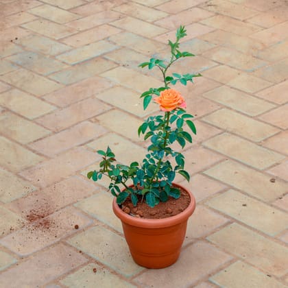Buy Rose / Gulab Orange in 7 Inch Classy Red Plastic Pot Online | Urvann.com