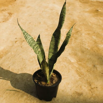 Buy Snake Long Green in 6 Inch Nursery Pot Online | Urvann.com