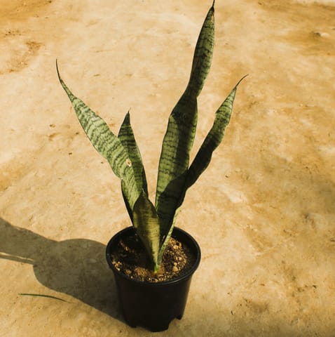 Snake Long Green (~ 1-1.5 Ft) in 6 Inch Nursery Pot