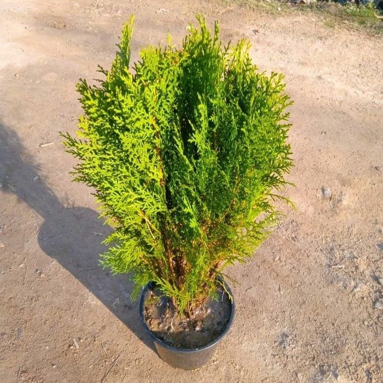 Morpankhi / Thuja 6 Nursery Pot