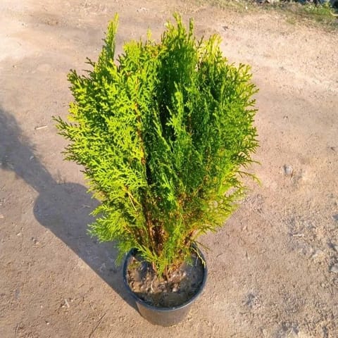 Morpankhi / Thuja 6 Nursery Pot