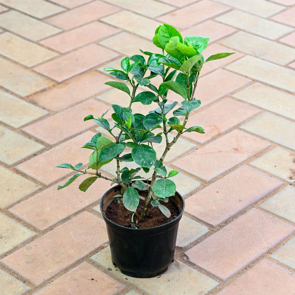 Gardenia / Gandhraaj (any colour) in 6 Inch Nursery Pot Gardenia / Gandhraaj (any colour) in 6 Inch Nursery Pot