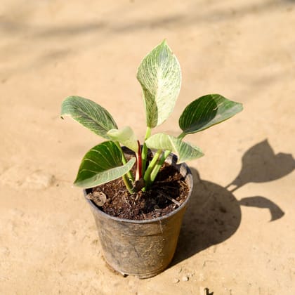 Buy Philodendron Birkin in 5 Inch Nursery Pot Online | Urvann.com