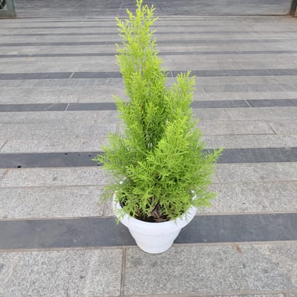 Buy Golden Cypress in 7 Inch White Premium Olive Plastic Pot Online | Urvann.com