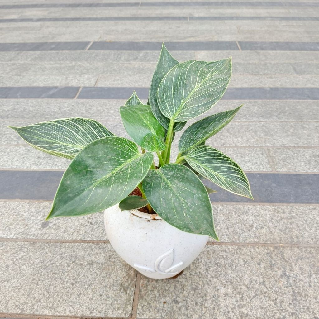 Buy Dieffenbachia white green in 5 Inch Plain White Premium Apple Leaf Plastic Pot Online | Urvann.com Philodendron Birkin in 5 Inch Plain White Premium Apple Leaf Plastic Pot