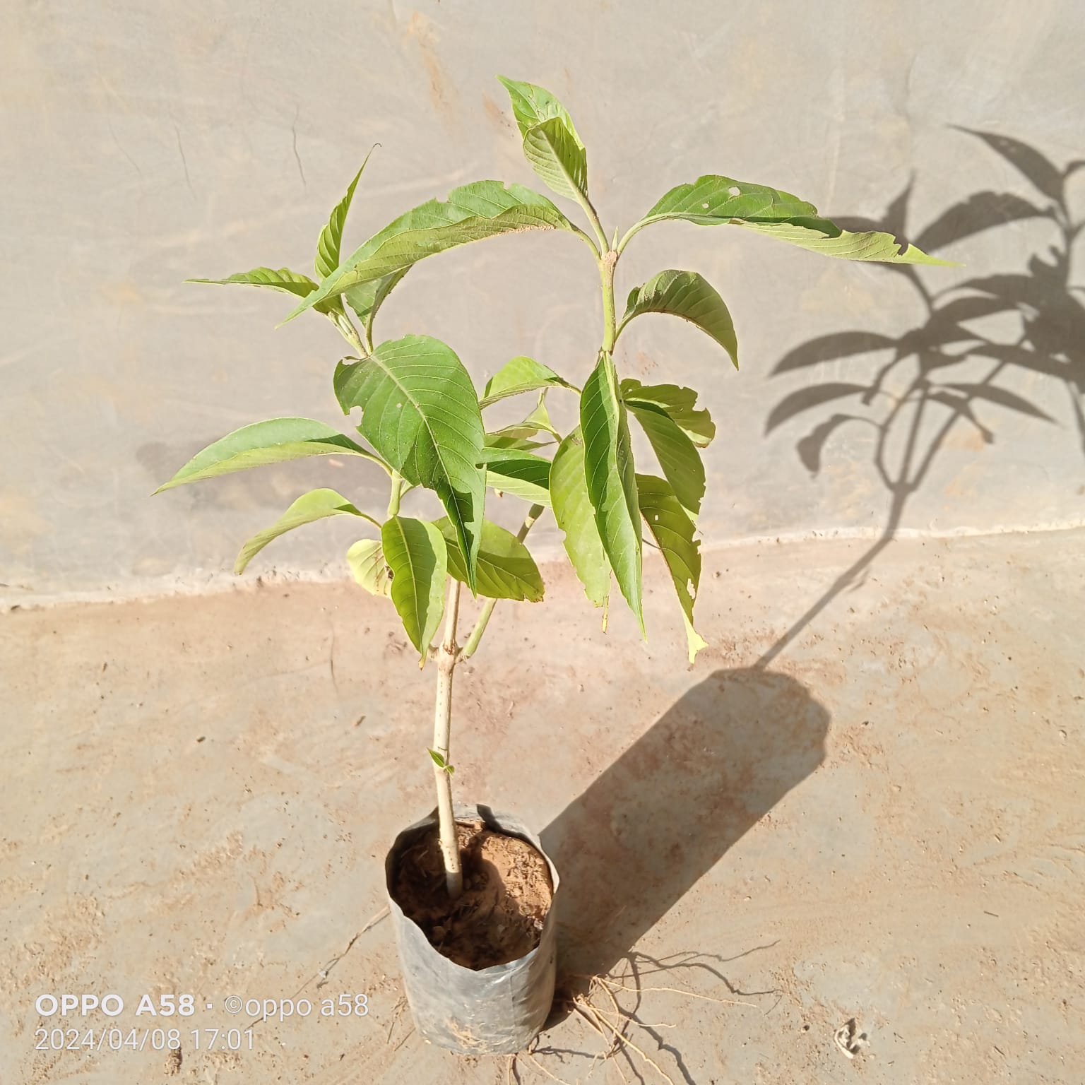 Adusa / Malabar Nut in 4 Inch Nursery Bag