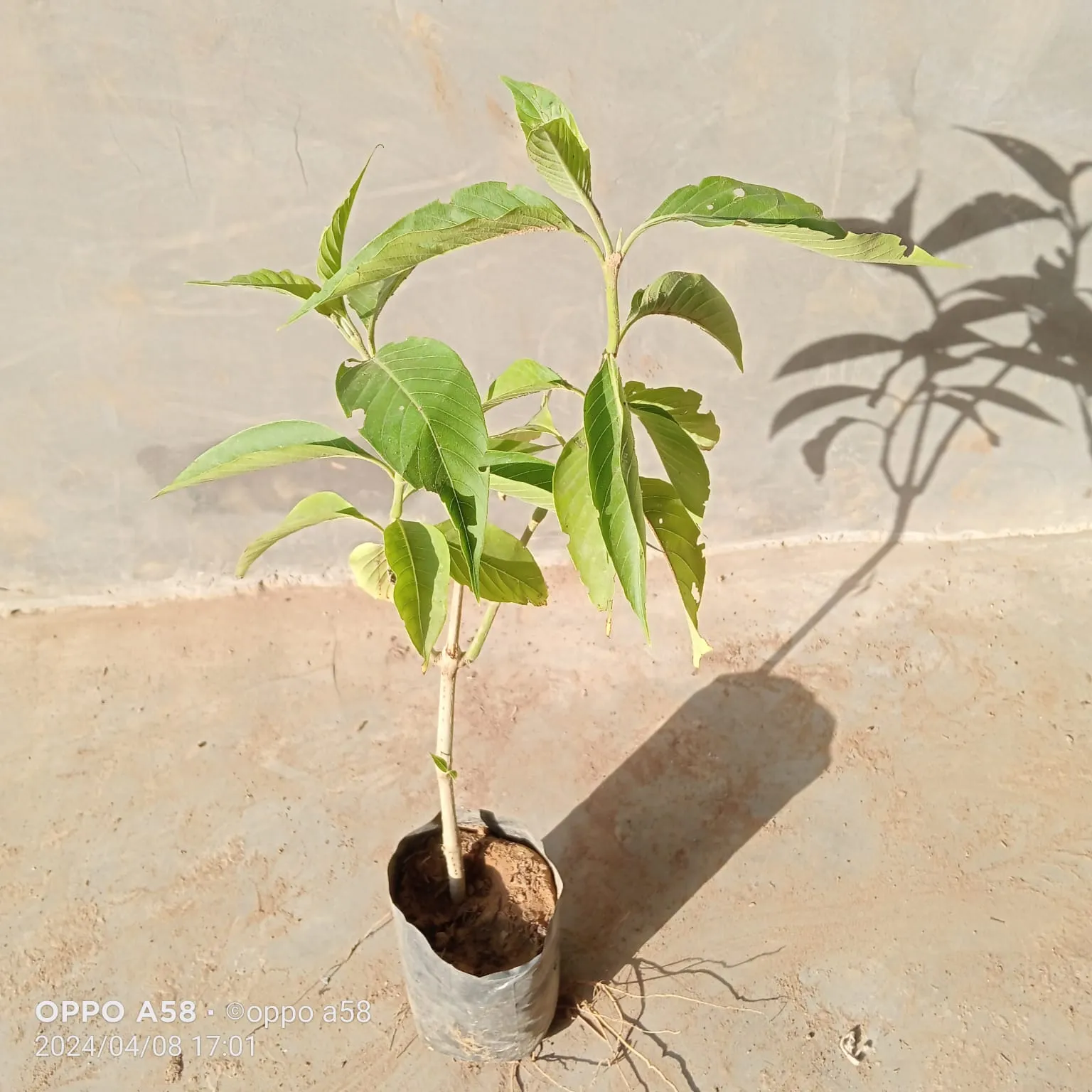 Adusa / Malabar Nut in 4 Inch Nursery Bag