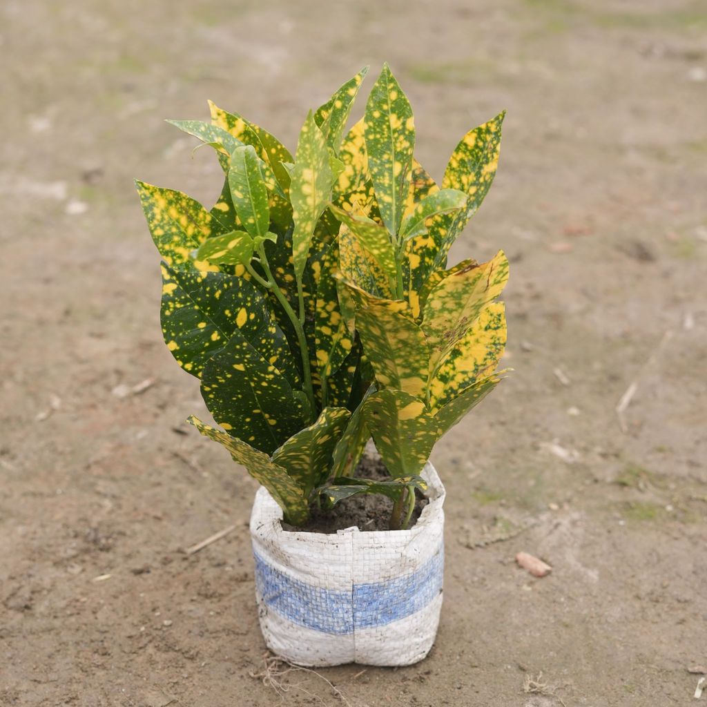 Buy Baby croton in 4 Inch Nursery Bag Online | Urvann.com Baby croton in 4 Inch Nursery Bag