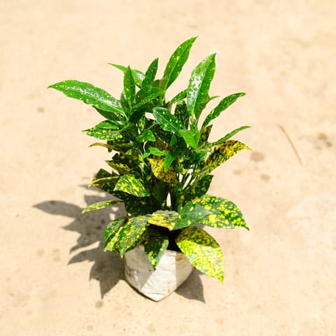Baby Croton in 4 Inch Nursery Bag