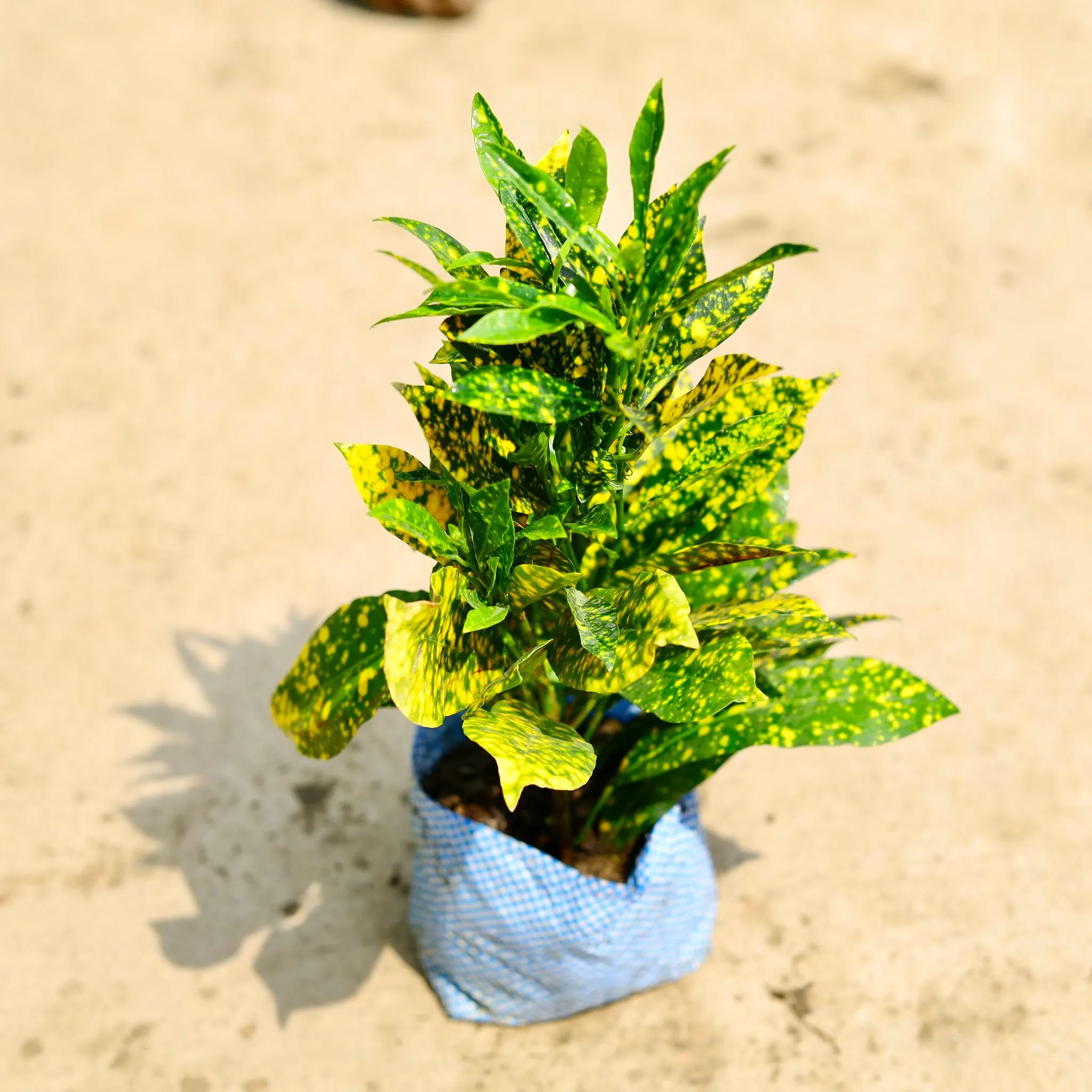 Baby Croton Gold Dust in 4 Inch Nursery Bag