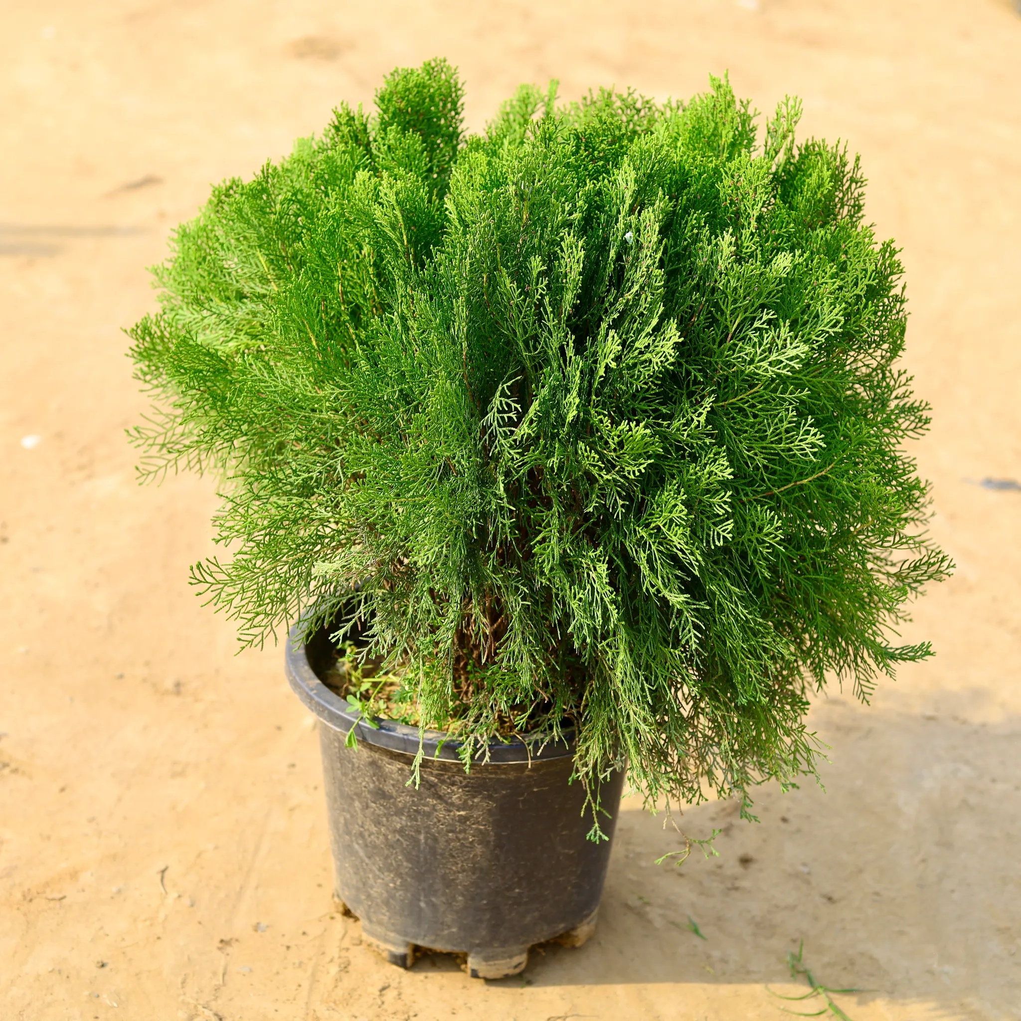 Morpankhi / Thuja Bushy in 8 Inch Nursery Pot