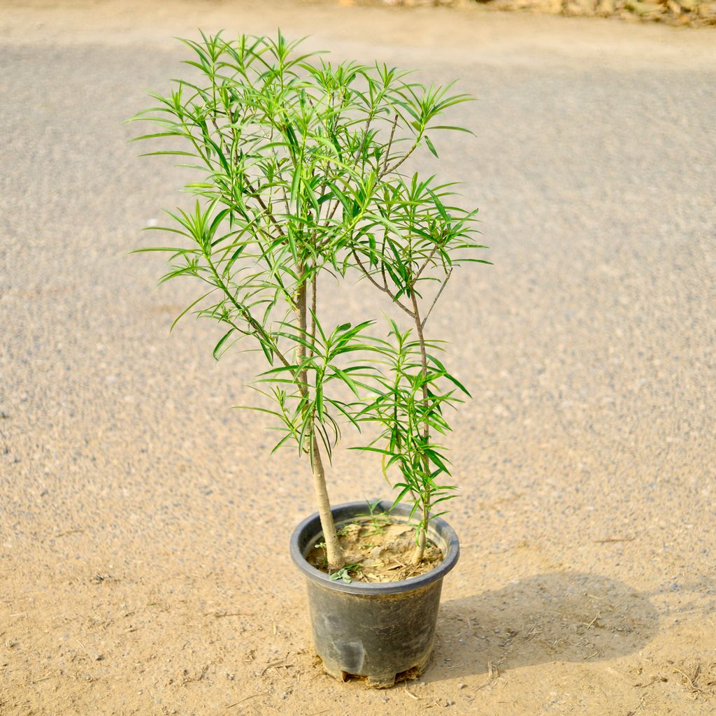 Buy Kaner / Oleander Yellow in 10 Inch Nursery Pot Online | Urvann.com Kaner / Oleander Yellow in 10 Inch Nursery Pot