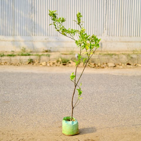 Mosambi / Sweet Lemon (~ 5 Ft) in 8 Inch Nursery Bag