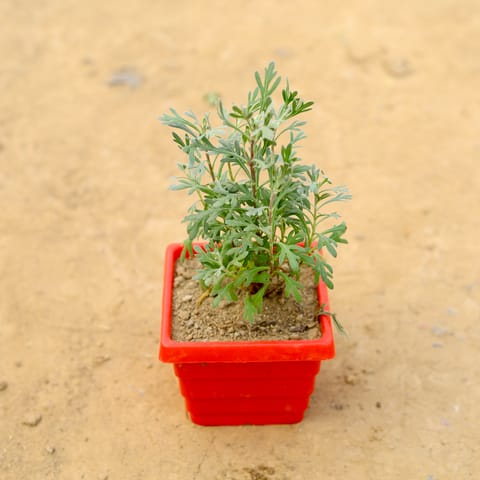 Lavender in 4 Inch Red Premium Orchid Square Plastic Pot