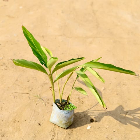 Alpinia in 4 Inch Nursery Bag