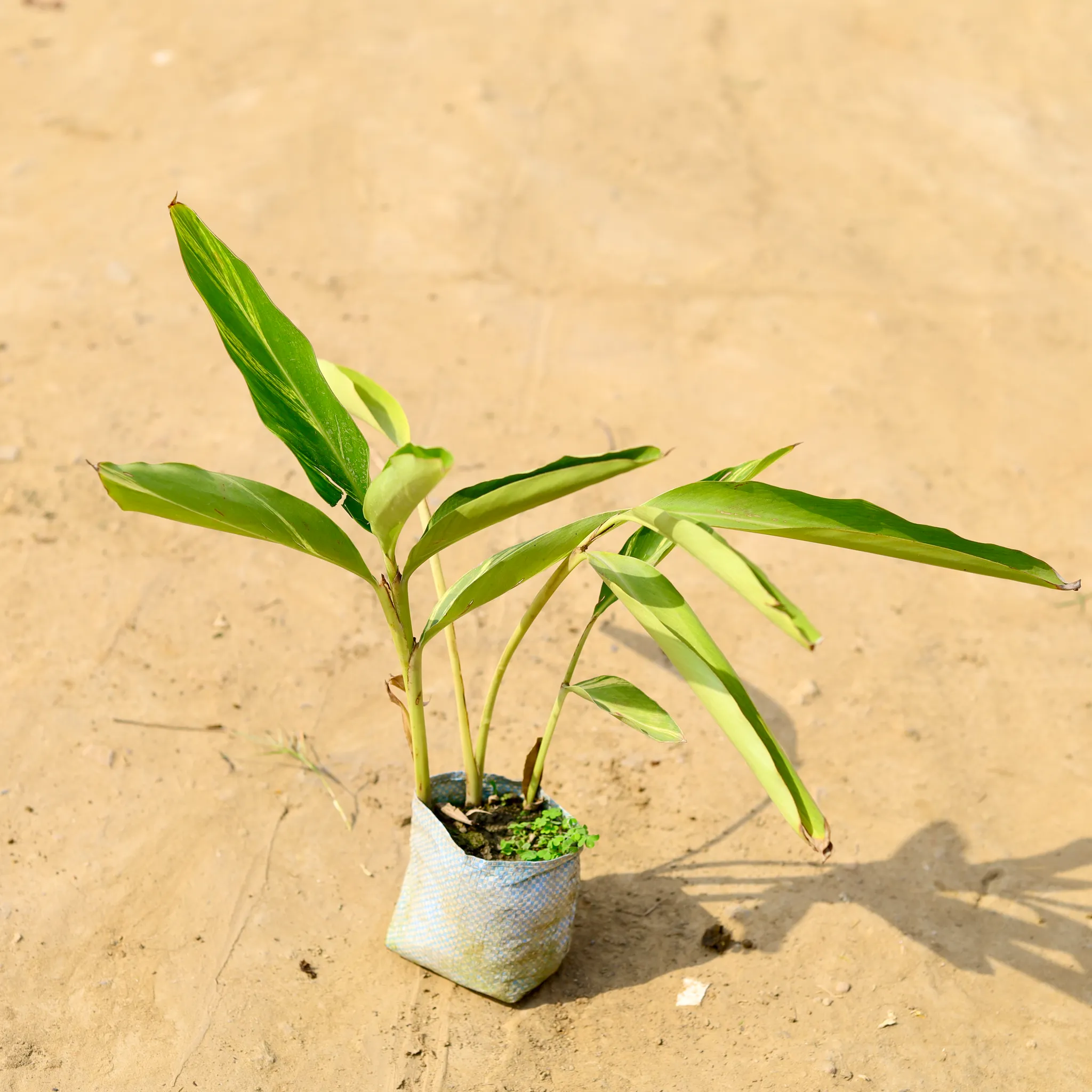 Alpinia in 4 Inch Nursery Bag