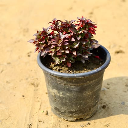 Buy Alternanthera Red in 6 Inch Nursery Pot  Online | Urvann.com
