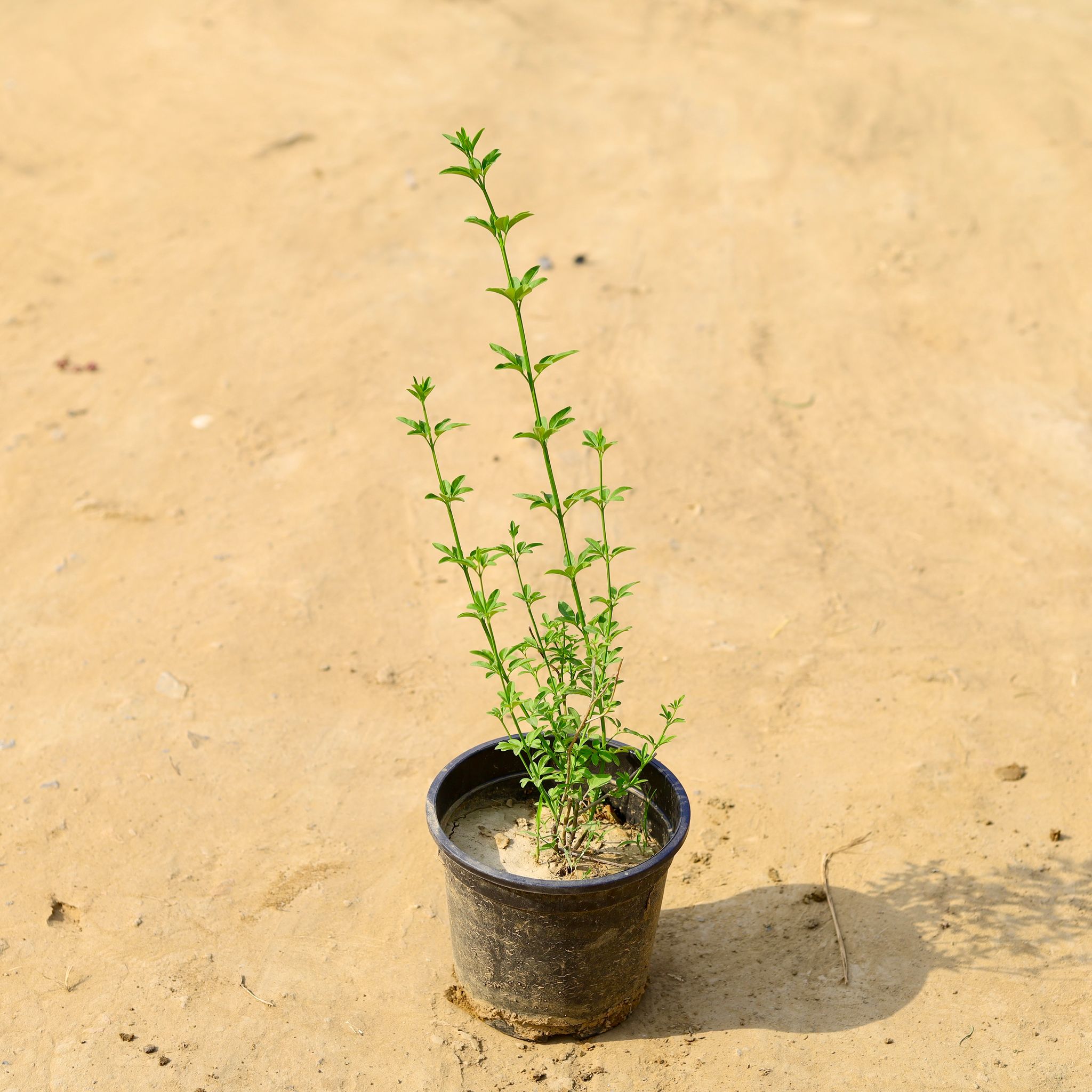 Chandni in 6 Inch Nursery Pot