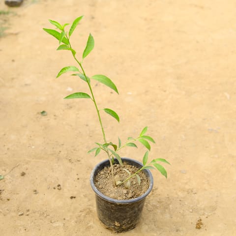 Raat ki Rani / Night Blooming Jasmine in 6 Inch Nursery Pot