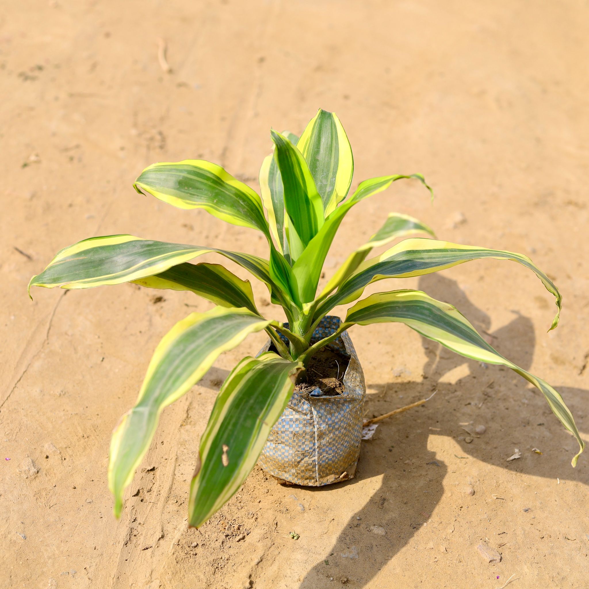 Dracaena Victoria in 4 Inch Nursery Bag