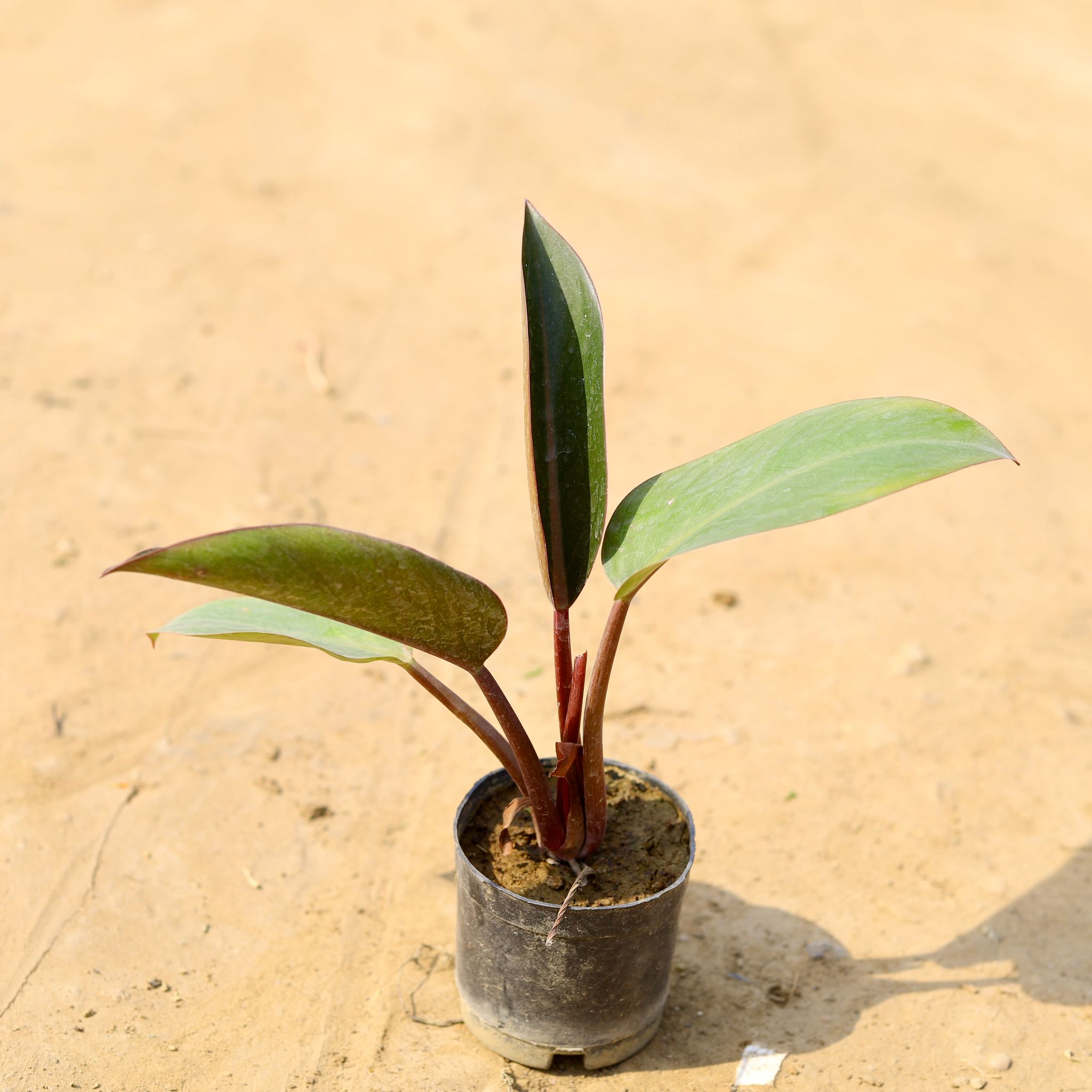 Philodendron Red in 4 Inch Nursery Pot
