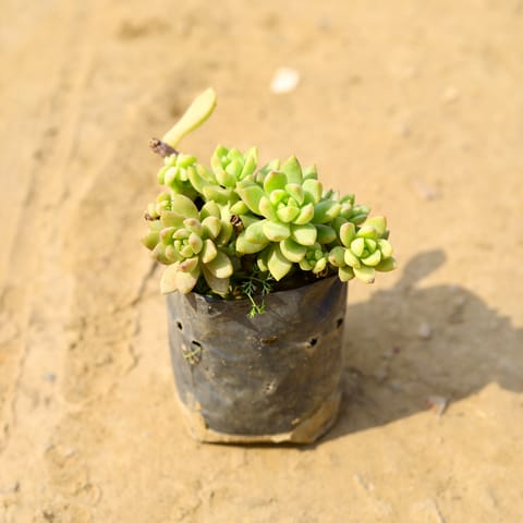 Burro's-tail Succulent in 4 Inch Nursery Bag
