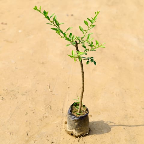 Nimbu / Lemon in 4 Inch Nursery Bag