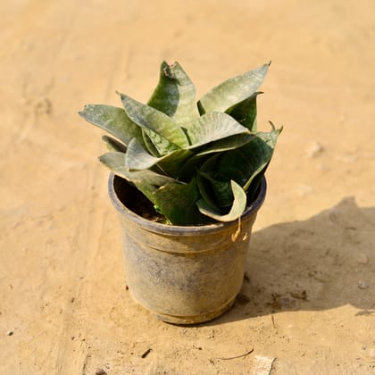 Buy Snake Green Dwarf in 4 Inch Nursery Pot  Online | Urvann.com