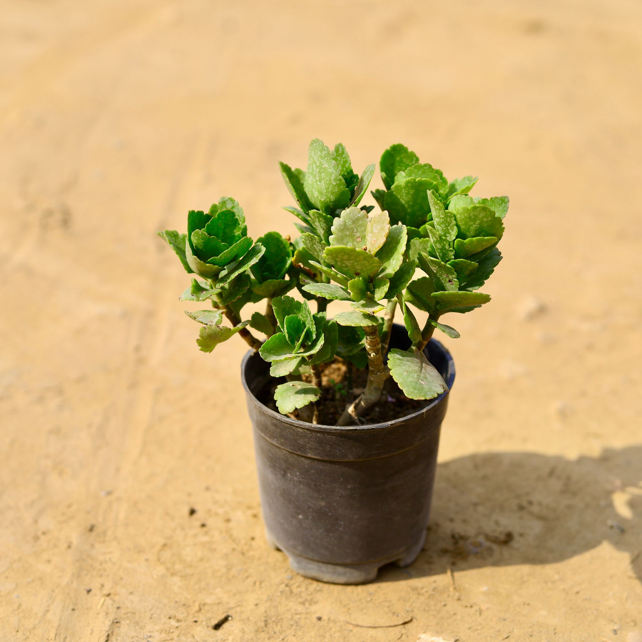 Kalanchoe Succulent in 4 Inch Nursery Pot