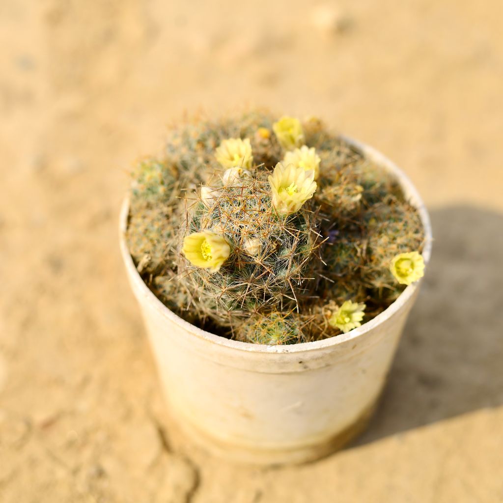 Buy Mammillaria albicoma Cactus in 4 Inch Nursery Pot Online | Urvann.com Mammillaria albicoma Cactus in 4 Inch Nursery Pot